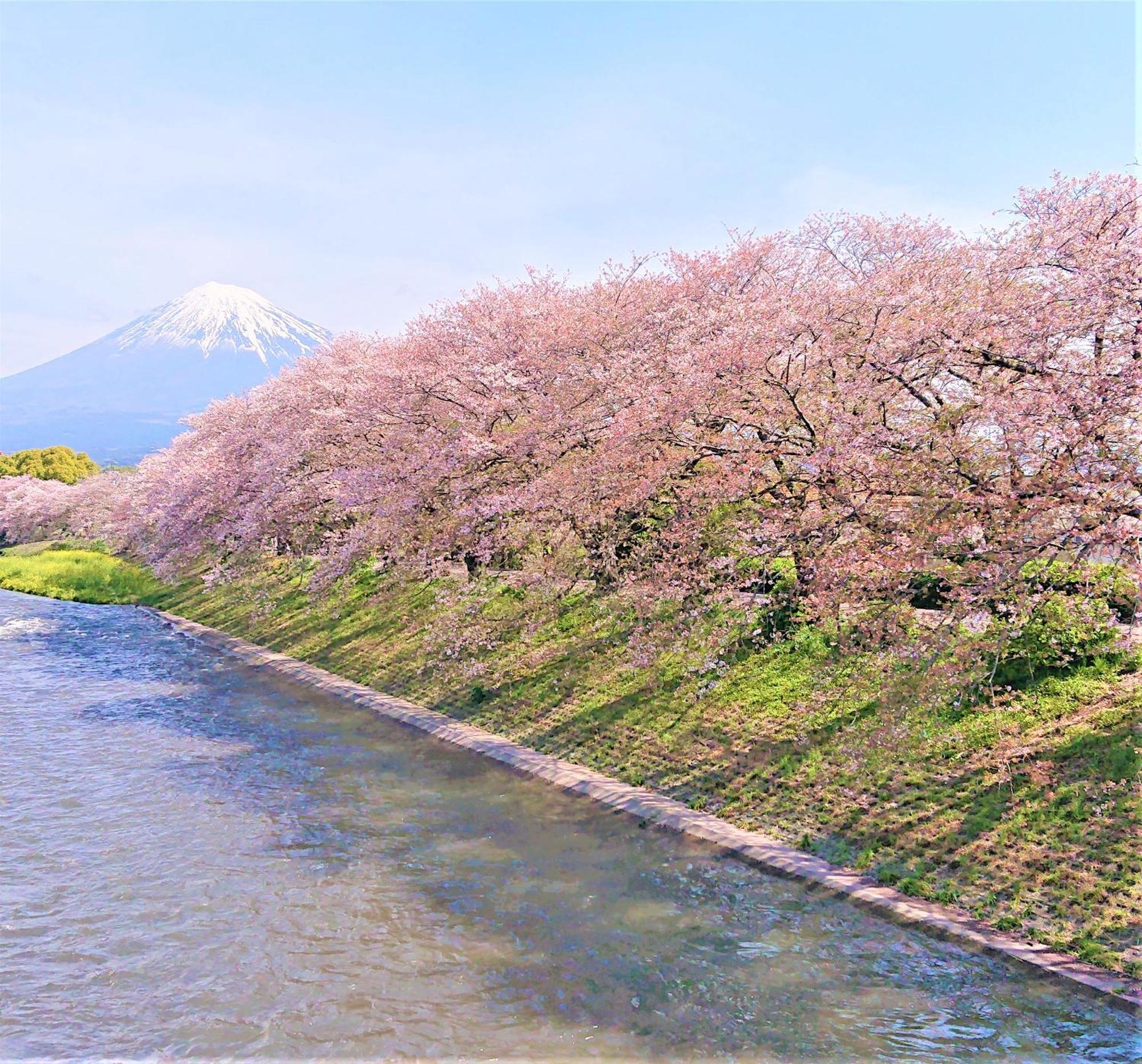 Hotel Associa Shizuoka Buitenkant foto The river in spring